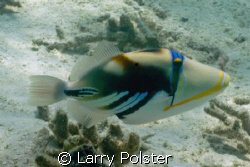 Picasso trigger, D-70, natural light, 8' by Larry Polster 
